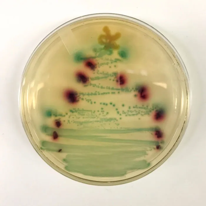 I Made A Bacterial Christmas Tree In The Lab