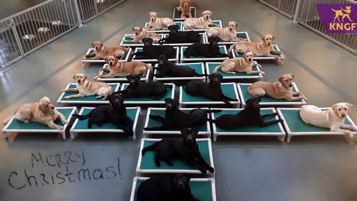 The Royal Dutch Guide Dog Foundation Made A Christmas Tree Out Of Guide Dogs In Training