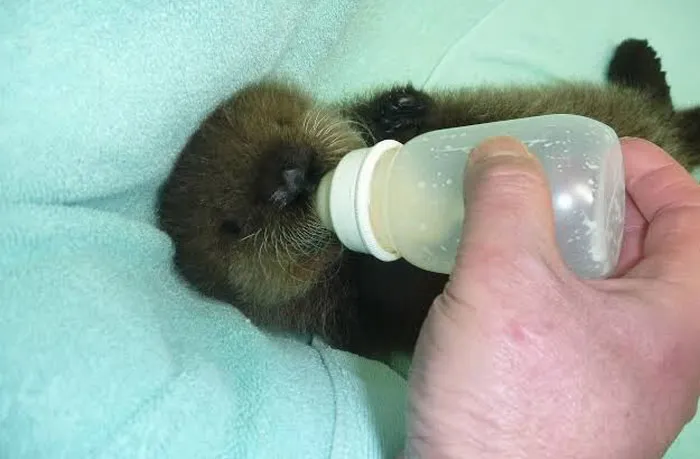 Adorable sea otter baby being bottle-fed, wrapped in a soft blanket.