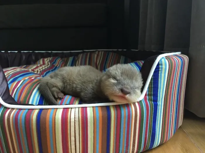 Adorable sea otter baby sleeping in a colorful bed.