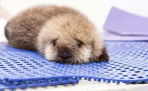 30 Pics Of The Most Adorable Sea Otter Babies
