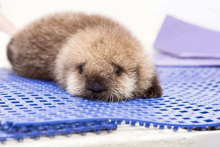 Cute-Baby-Sea-Otters