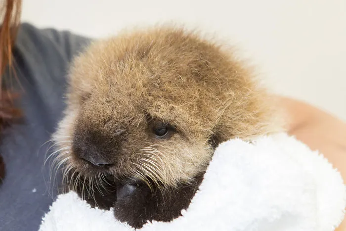Adorable sea otter baby wrapped in a fluffy white towel, held gently by a person.