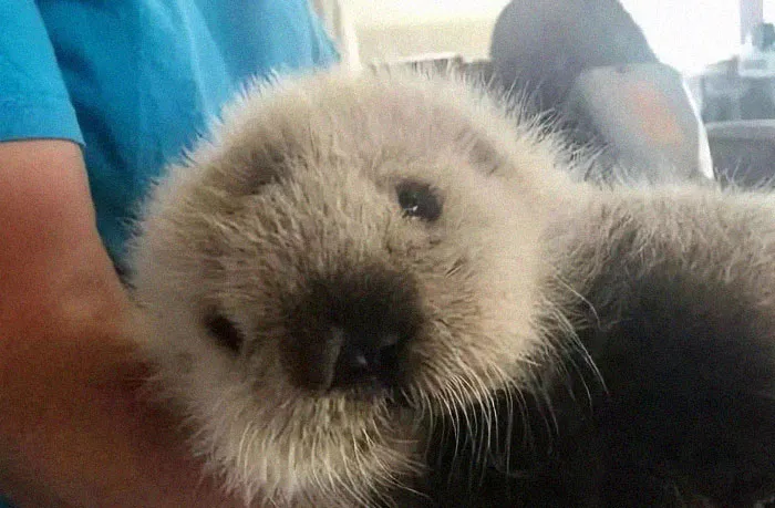 Adorable sea otter baby with fluffy fur, looking curiously at the camera.
