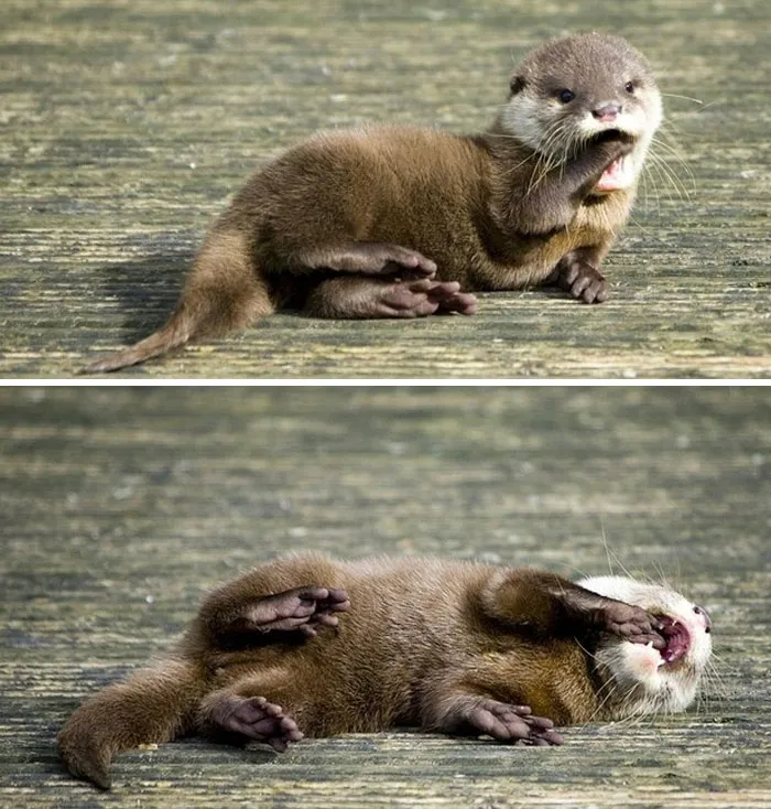 Si estás desanimado, estas 30 fotos de crías de nutria te harán sonreír