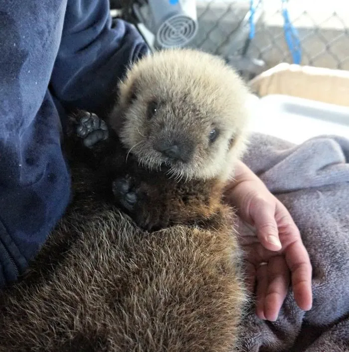 Adorable sea otter baby snuggled in a person's arms, showcasing its fluffy fur and cute expression.