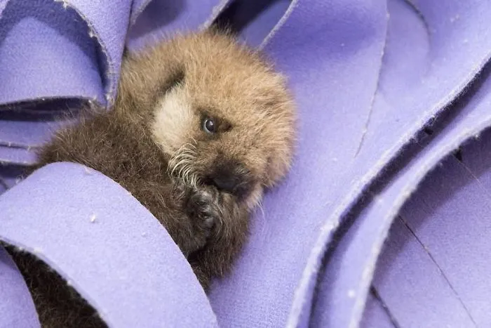 Adorable sea otter baby wrapped in a soft purple blanket, looking up with curious eyes.