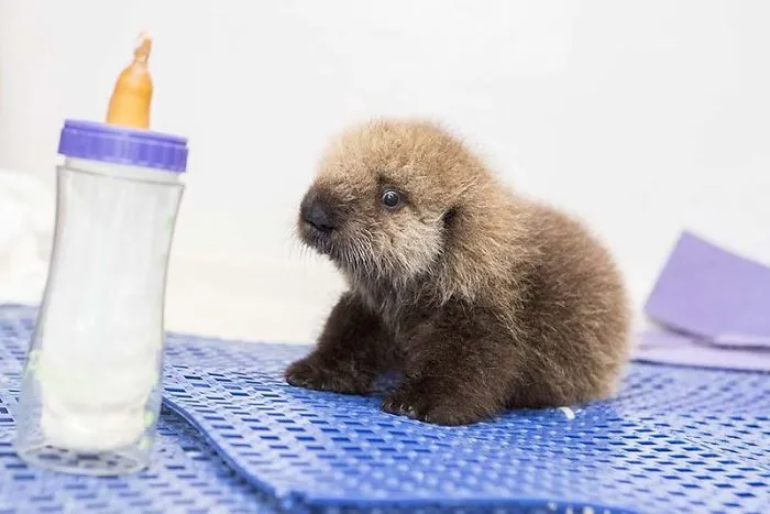 Si estás desanimado, estas 30 fotos de crías de nutria te harán sonreír