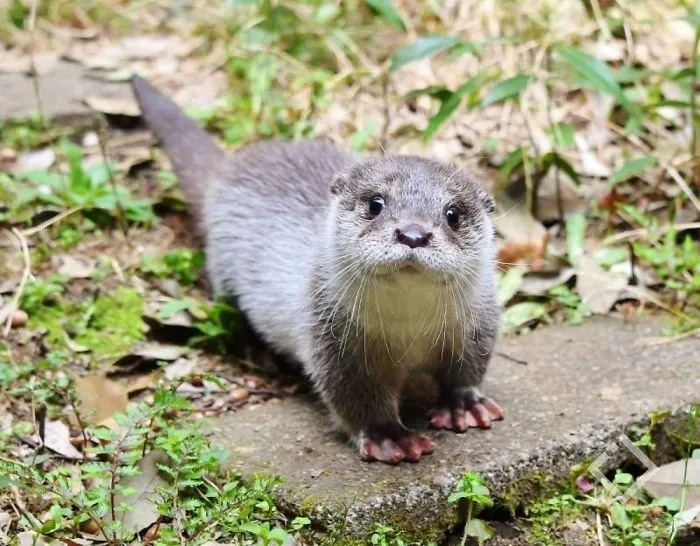 Si estás desanimado, estas 30 fotos de crías de nutria te harán sonreír