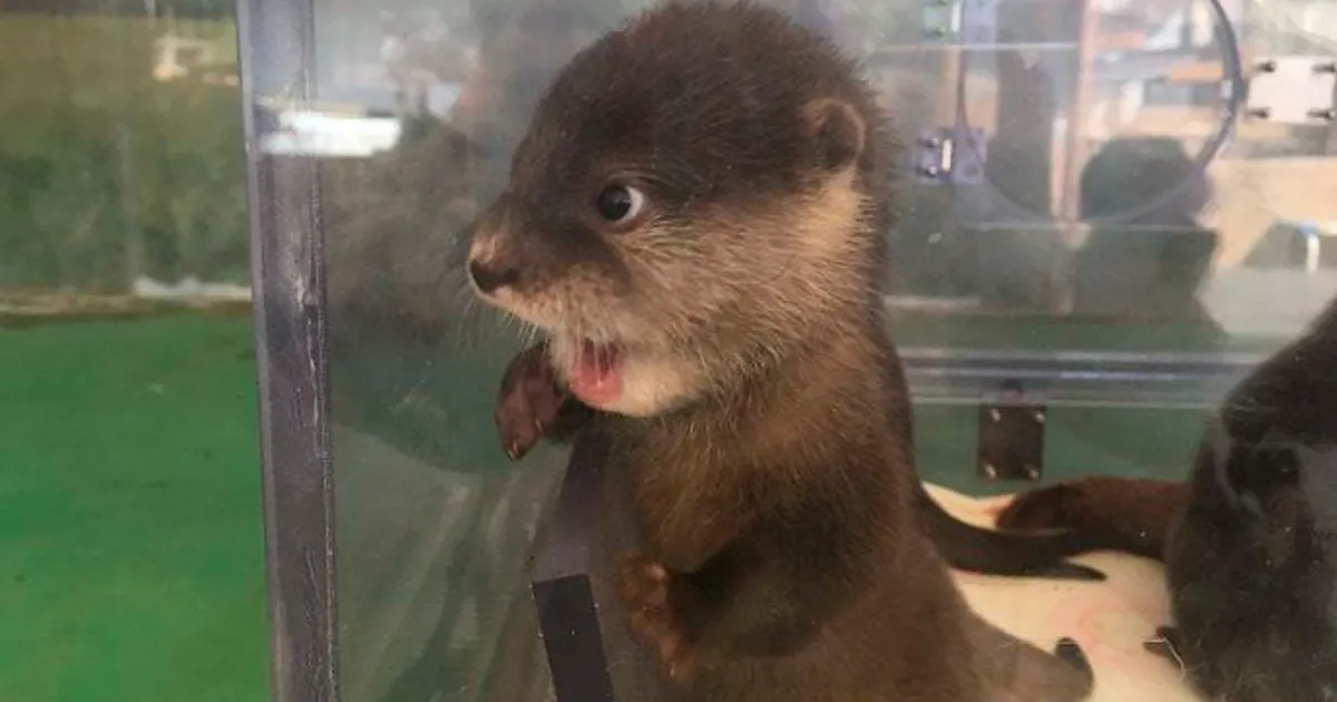 Si estás desanimado, estas 30 fotos de crías de nutria te harán sonreír