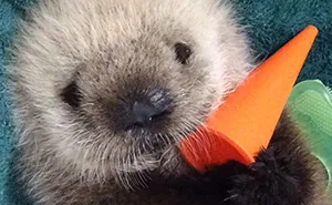 30 Pics Of The Most Adorable Sea Otter Babies