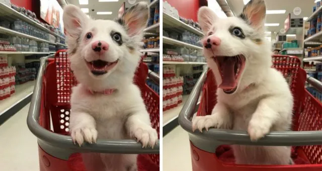Dog In Shopping Basket