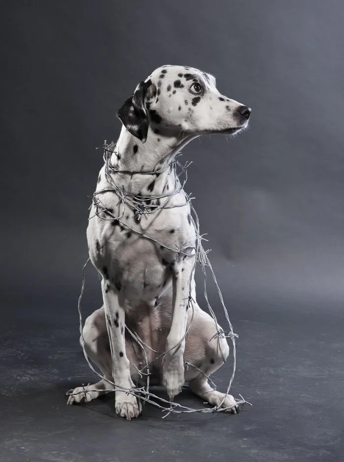 FBI Tracks Animal Abusers