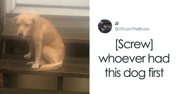 Guy Accidentally Leaves His Front Door Open, Gets 'Chosen' By A Stray Dog Who Walked In At Night