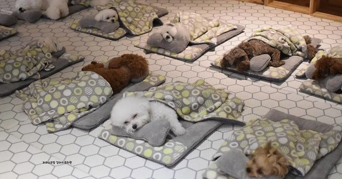 Estas fotos de perritos durmiendo en una guardería canina están conquistando internet (24 fotos)