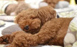 Photos Of Sleeping Pups In A Puppy Daycare Center Are Taking Over The Internet (24 Pics)