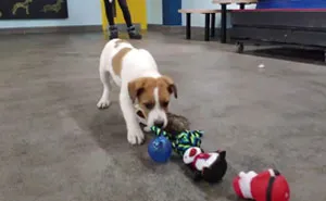 35 Dogs Were Allowed To Pick Their Own Christmas Gifts At Animal Shelter, And Here's What Happened