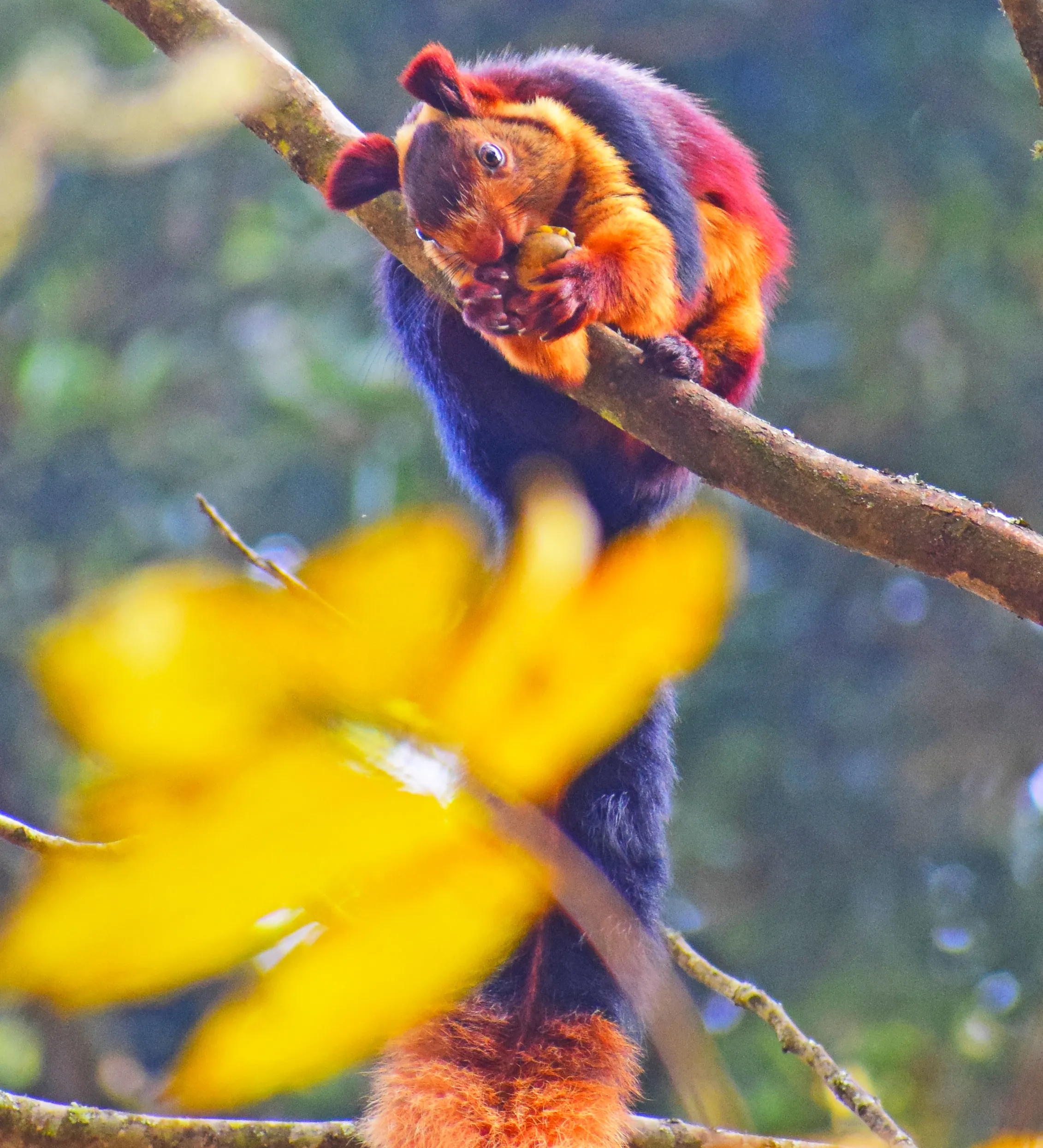 Indian Giant Squirrel