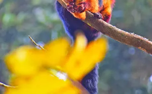 Indian Giant Squirrel