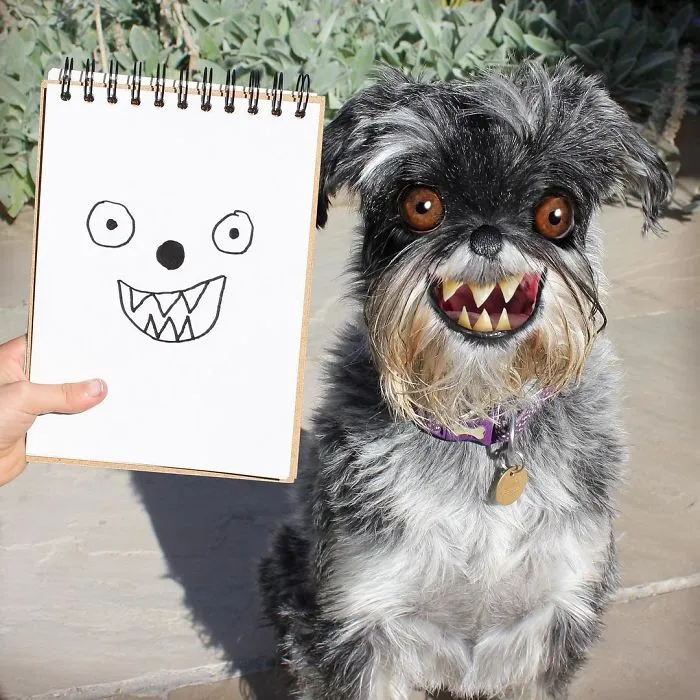 Meet The Dog Villain