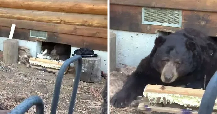This Family Was Shocked To Find That A Giant Bear Has Moved In Under Their House