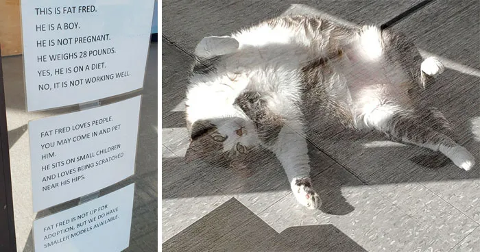 Este es Fat Fred, un gato que se ha vuelto viral tras publicarse su divertido cartel en una clínica veterinaria