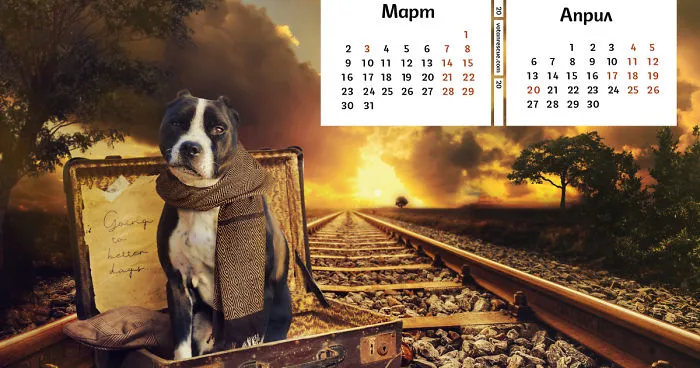 2020 Beautiful Charity Calendar By A Pit Bull Rescue