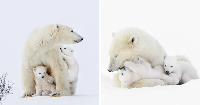 I Photographed Amazing Polar Bears And Cubs In The Wild