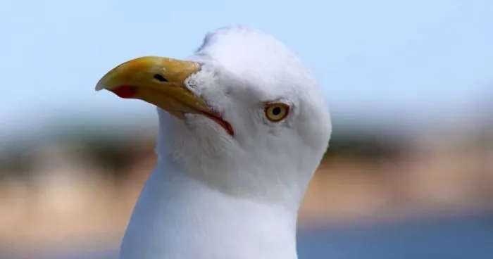 "Why Do You Hate Me So Much?": A Seagull's Rant