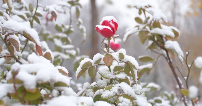 I Made My First Photoshoot In The Snow In Tashkent, Uzbekistan