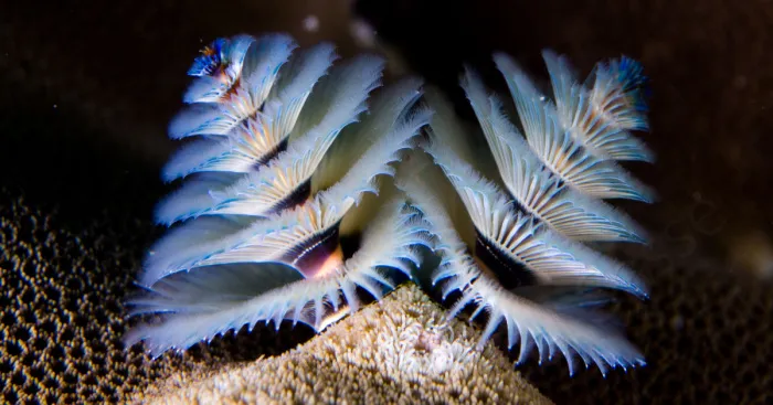 Here Are Some Underwater Christmas Trees I Photographed