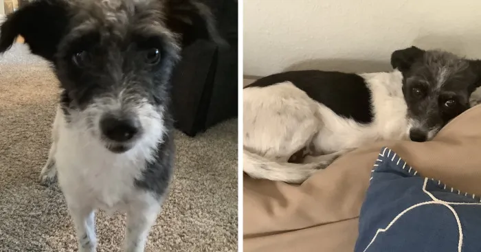 The Story Of How We Adopted Gracie May