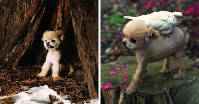 I Photograph Cuteness For A Cause