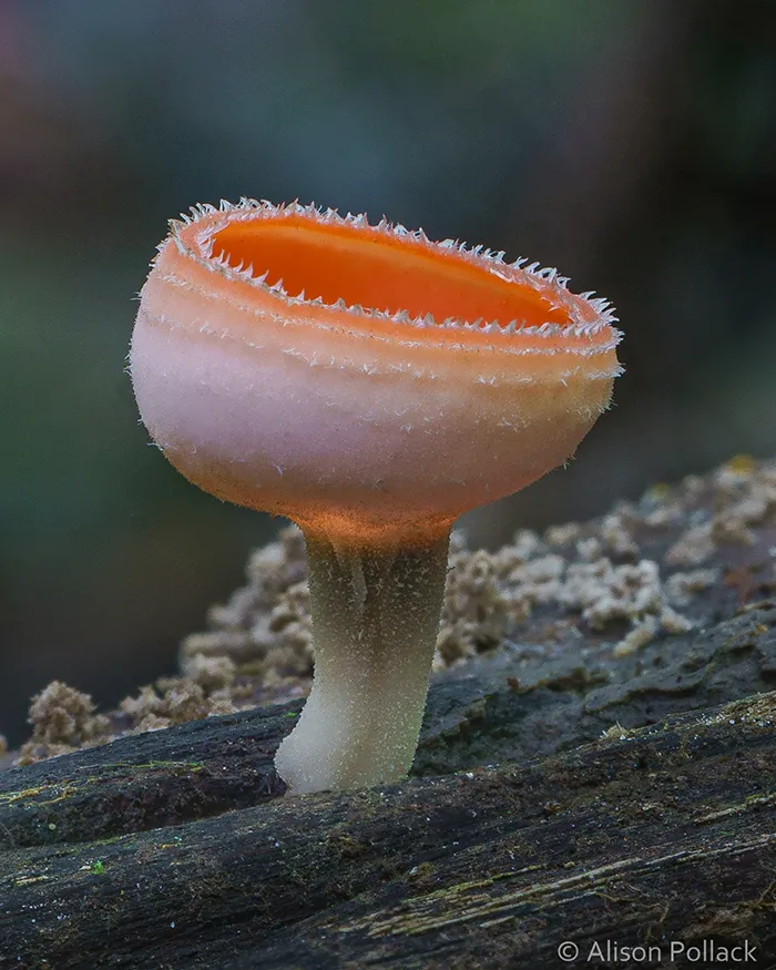 Cookeina (Colombia)