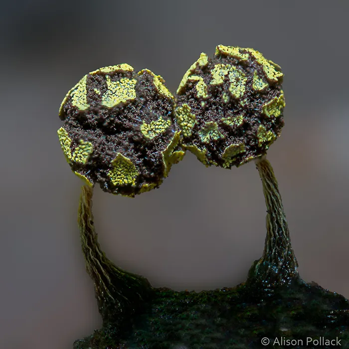 Physarum Viride (Mission Springs)