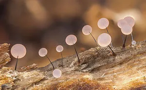 Photographer Takes Extreme Macro Photos To Show How Mesmerizing Mushrooms Can Be