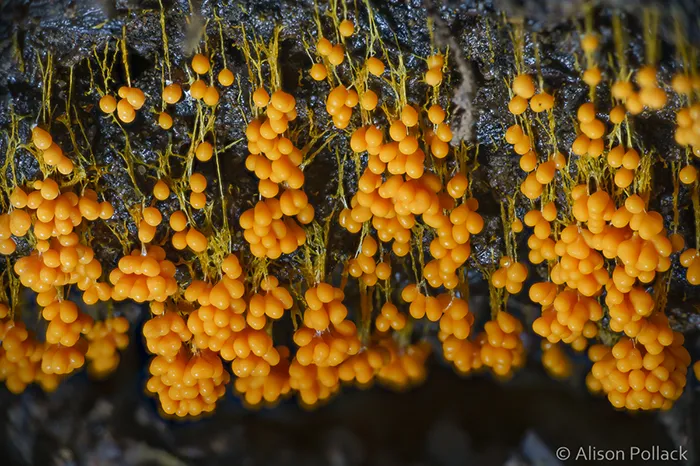 Badhamia Utricularis (Roys Redwoods)