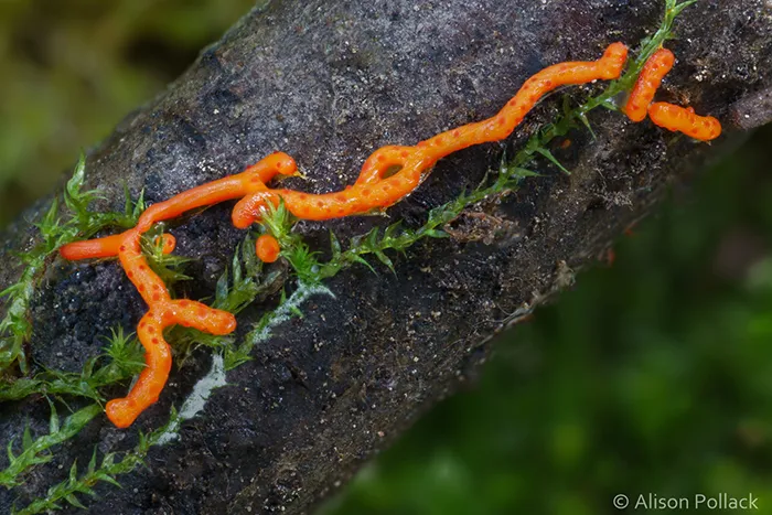 Willkommlangea Reticulata (Fairbanks)