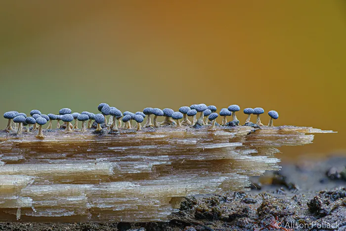 Didymium Squamulosum (Fairbanks)