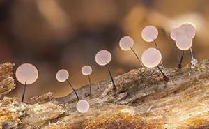 Photographer Takes Extreme Macro Photos To Show How Mesmerizing Mushrooms Can Be