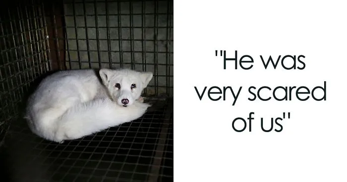 Fox Saved From A Fur Farm Celebrates Its First Christmas Out Of Tiny Cage