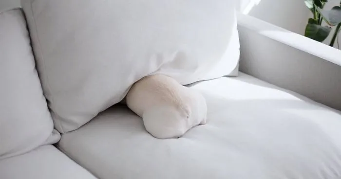 Meet This Adorable Pair Of French Bulldogs That Are Impossible Not To Love (58 Pics)