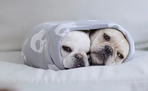 Meet This Adorable Pair Of French Bulldogs That Are Impossible Not To Love (58 Pics)