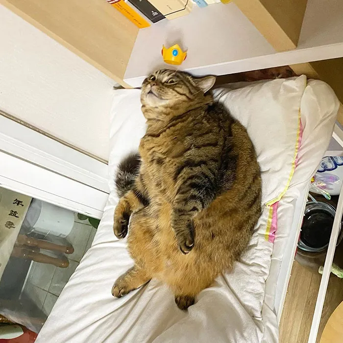 This Chunky Cat Named Manggo Will Steal Your Heart With Her Hilarious Expressions