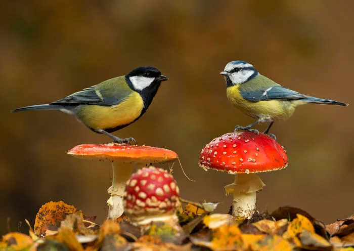 Great Tit And Blue Tit