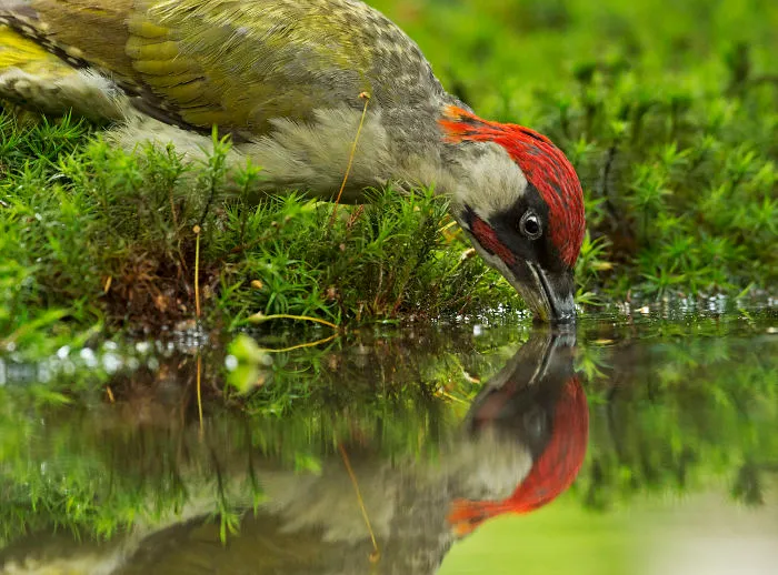 Green Woodpecker