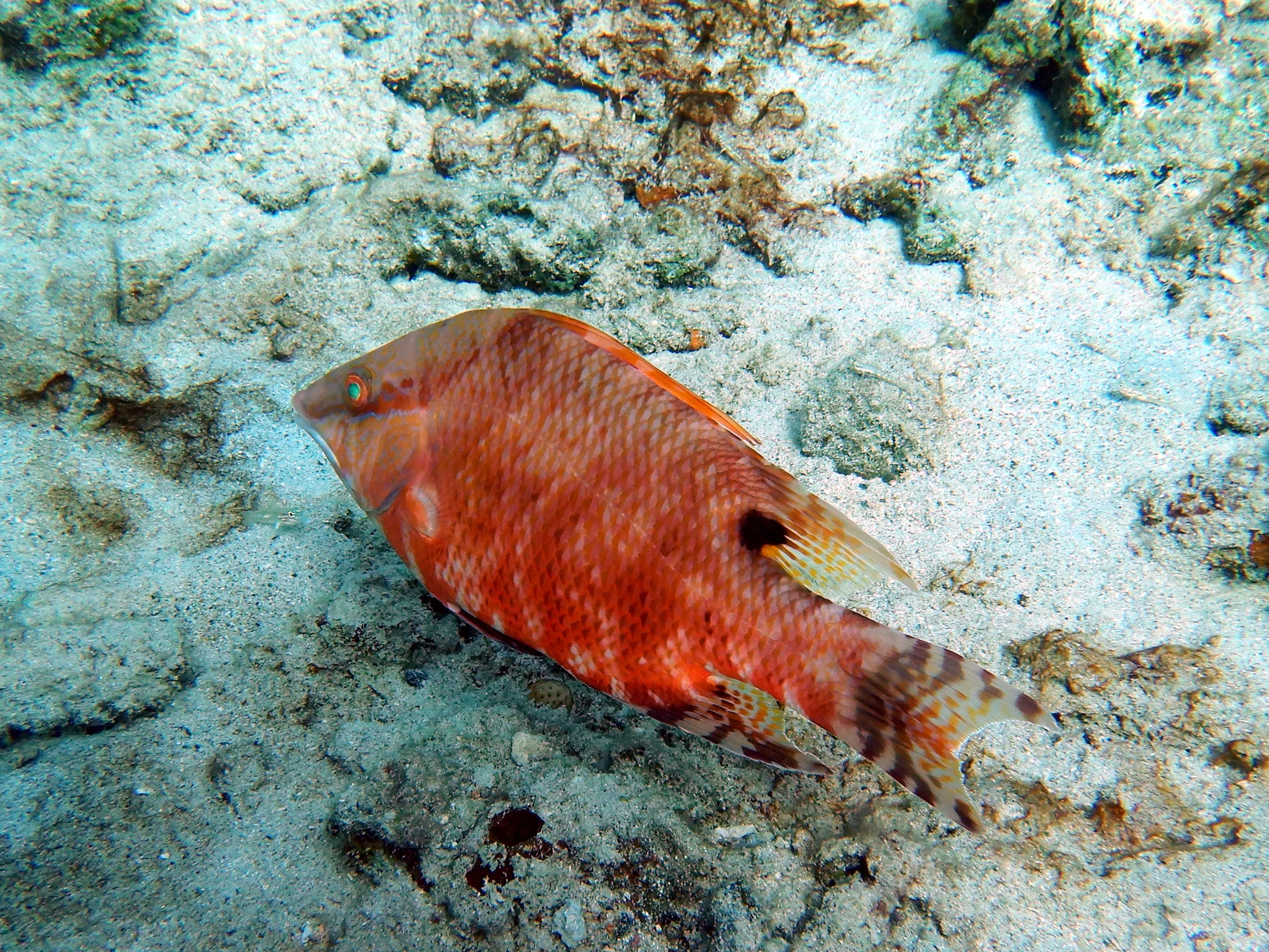 Diving Is Bluetiful