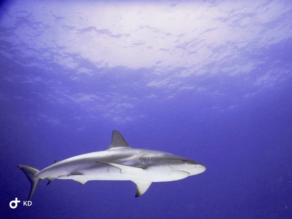 Shark Diving Photography