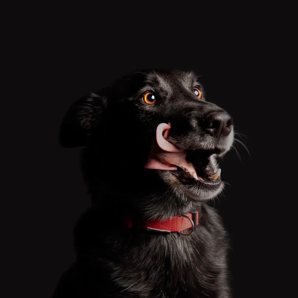 If Rembrandt Would Have A Dog And Cat
