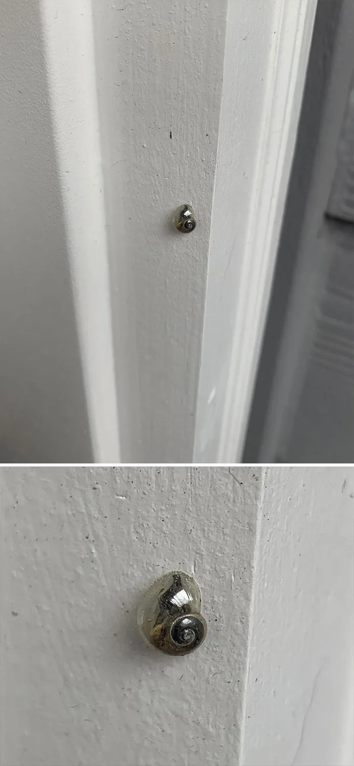 Saw A Snail Today While I Was Outside And Its Shell Is Crystal Clear